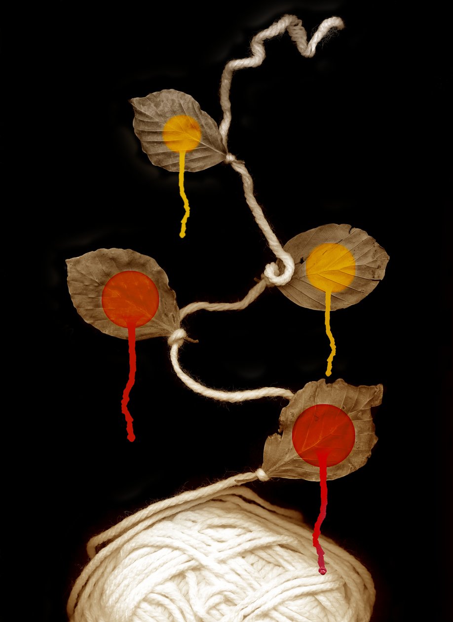 纱线绽放，2013 年（摄影） 作者 约翰·利利亚（Johan Lilja）