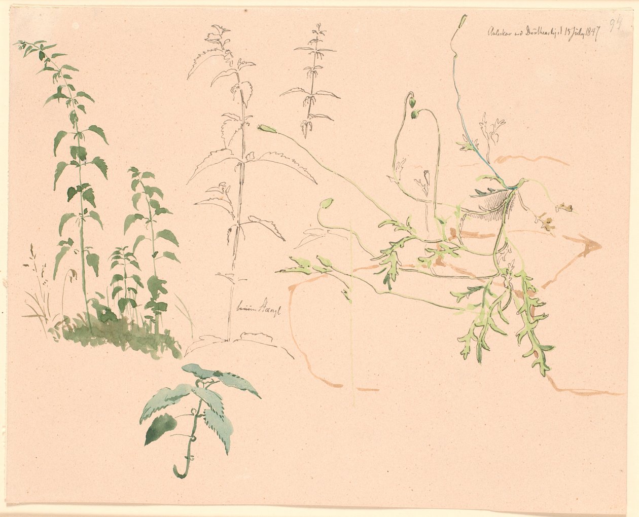 植物学家 作者 约翰·托马斯·伦比