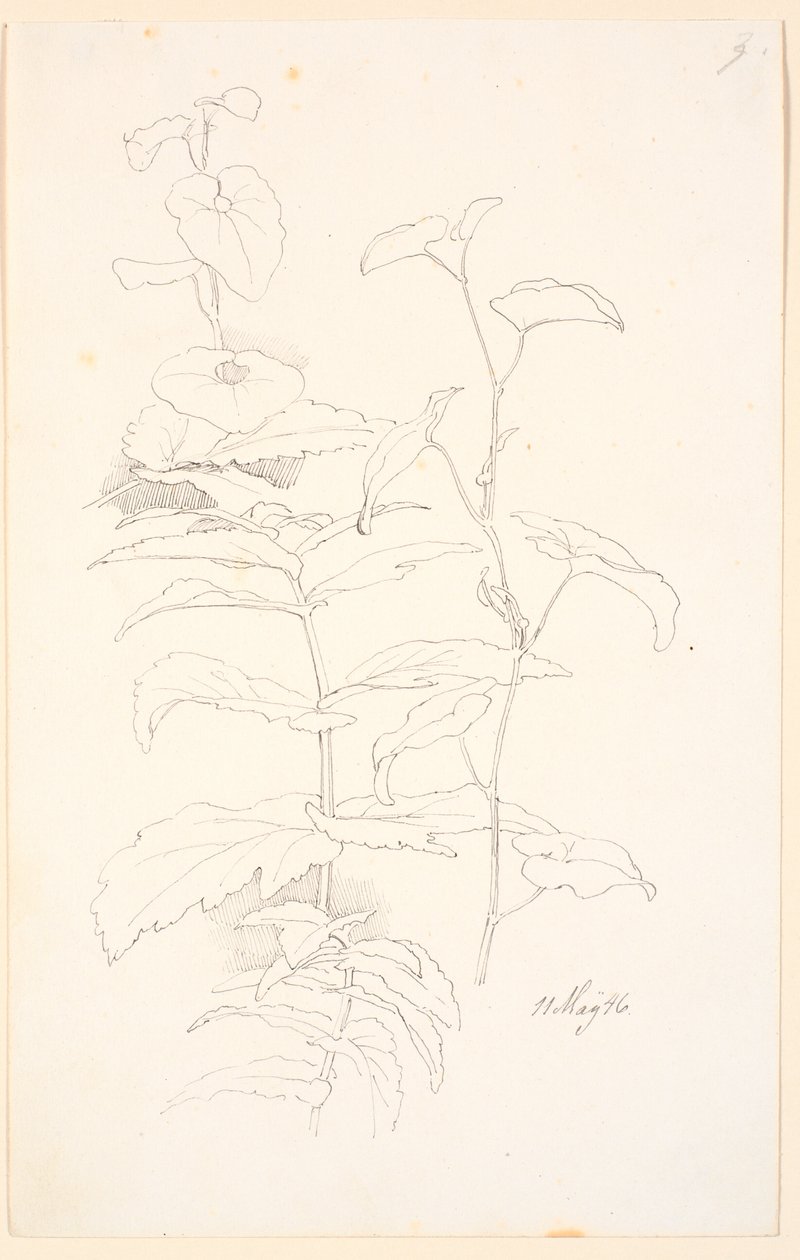 植物研究，如对马尾草的研究 作者 约翰·托马斯·伦比