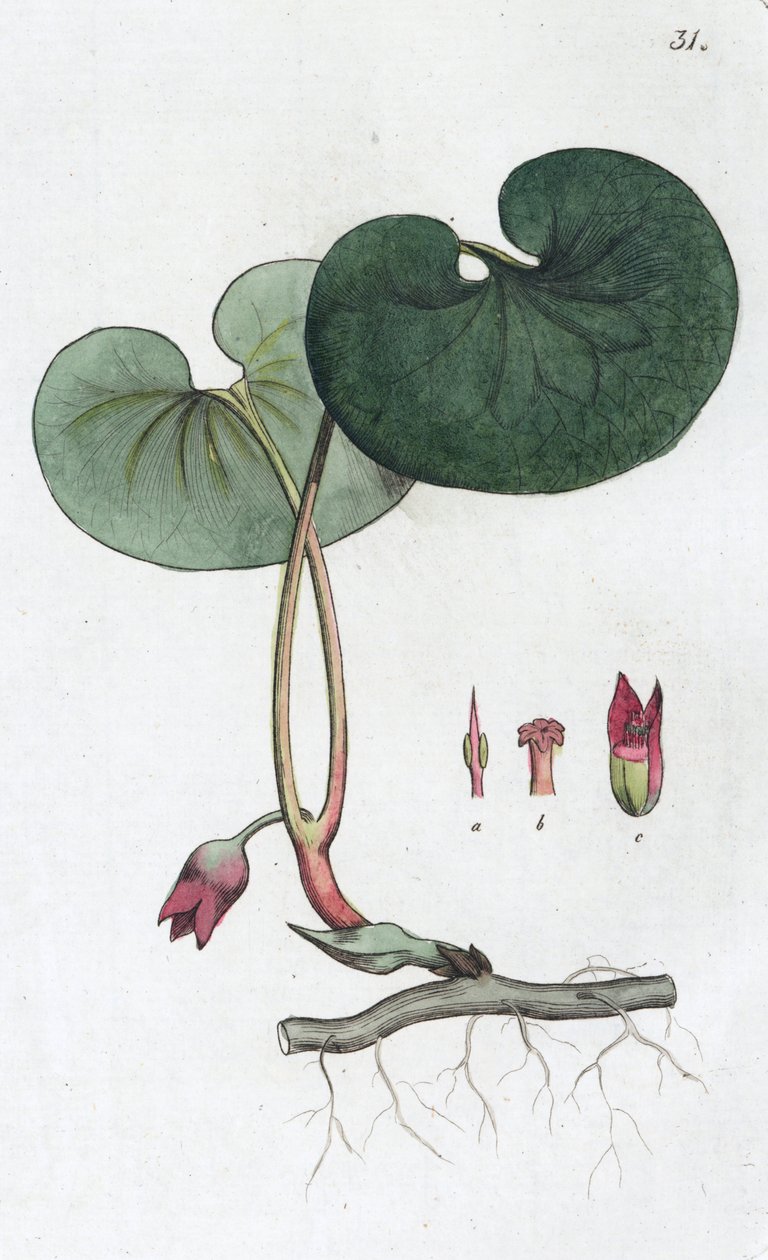 阿萨罗巴卡 Asarabacca europaeum, 1804-1811 作者 约翰·威廉·帕姆斯特鲁赫