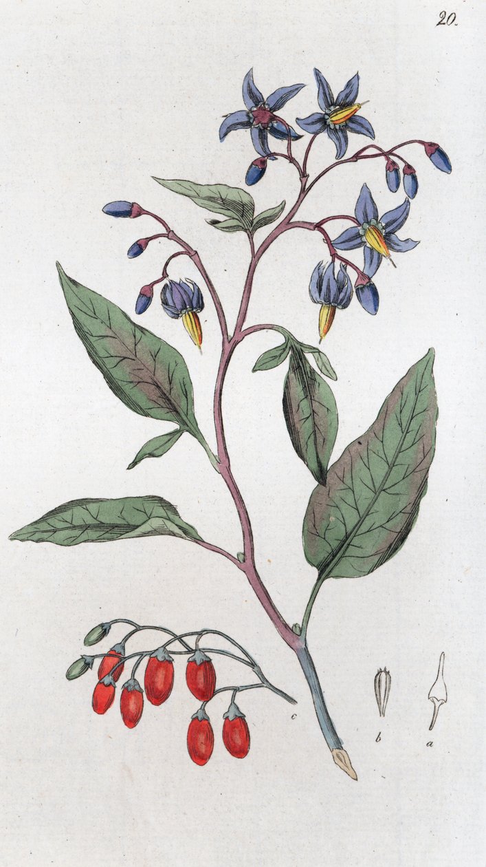 苦艾草 Solanum dulcamara, 1804-1811 作者 约翰·威廉·帕姆斯特鲁赫