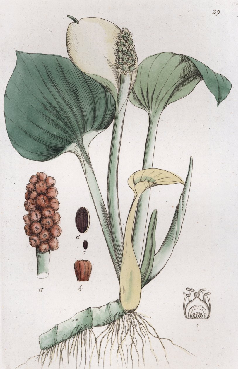 沼泽马蹄莲 Calla palustris, 1804-1811 作者 约翰·威廉·帕姆斯特鲁赫