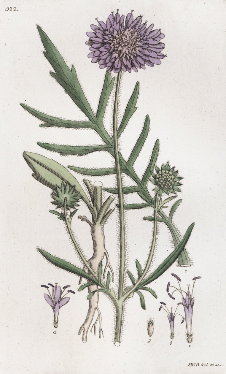 田野杂草 Knautia arvensis, 1804-1811 作者 约翰·威廉·帕姆斯特鲁赫