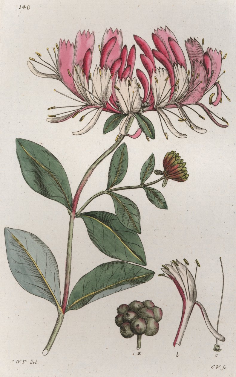金银花 Lonicera periclymenum, 1804-1811 作者 约翰·威廉·帕姆斯特鲁赫