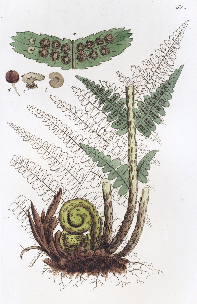 雄性蕨类植物Dryopteris filix-mas, 1804-1811 作者 约翰·威廉·帕姆斯特鲁赫