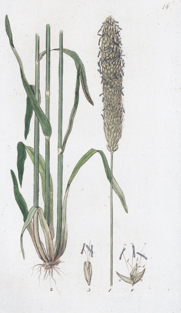 草甸狐尾草 Alopecurus pratensis, 1804-1811 作者 约翰·威廉·帕姆斯特鲁赫