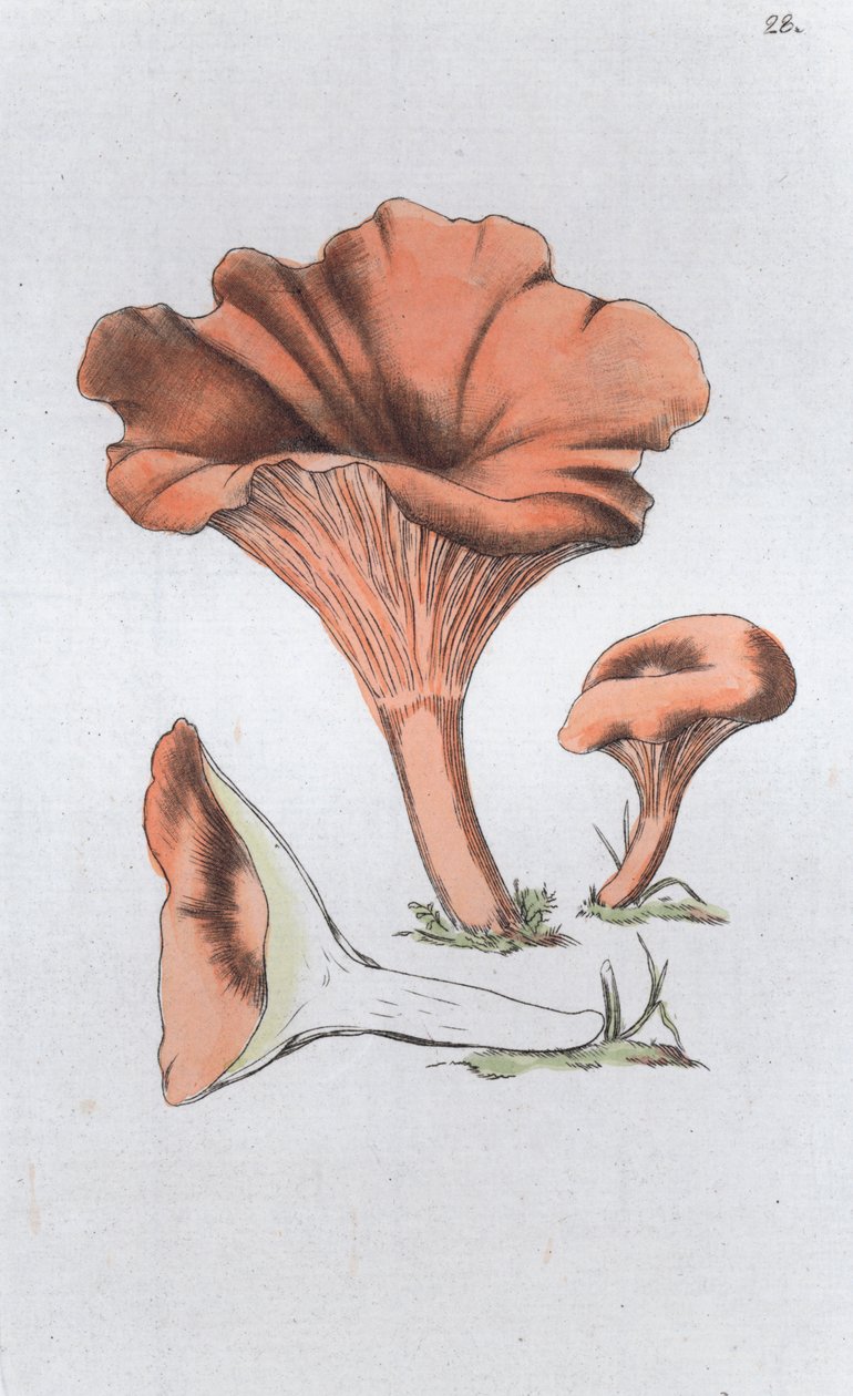 Merulius cantharellus, 1804-1811 作者 约翰·威廉·帕姆斯特鲁赫