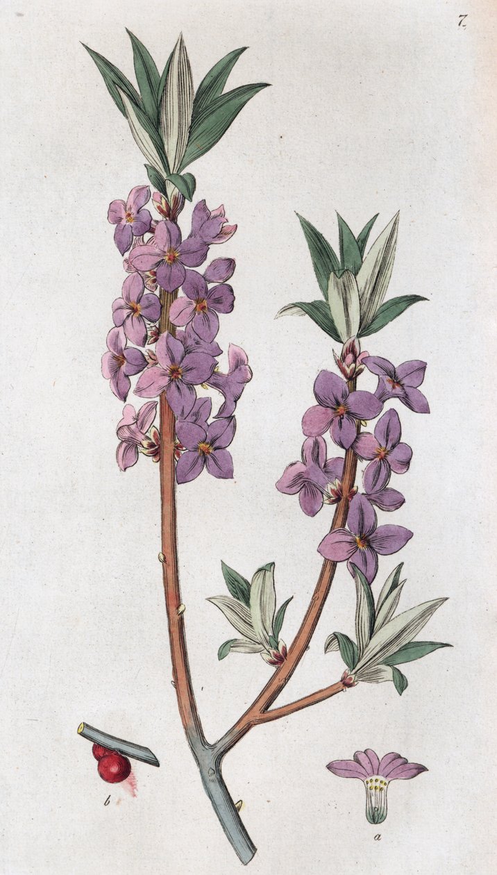 Mezereon Daphne mezereum, 1804-1811 作者 约翰·威廉·帕姆斯特鲁赫