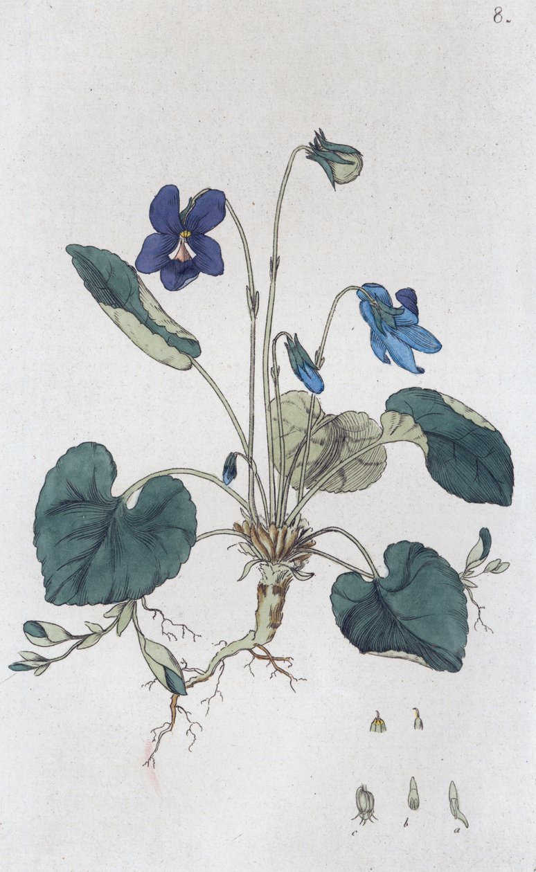 甜紫罗兰 Viola odorata, 1804-1811 作者 约翰·威廉·帕姆斯特鲁赫