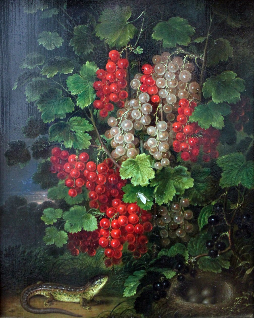 红醋栗 作者 约翰·亚当·施莱辛格（Johann Adam Schlesinger）