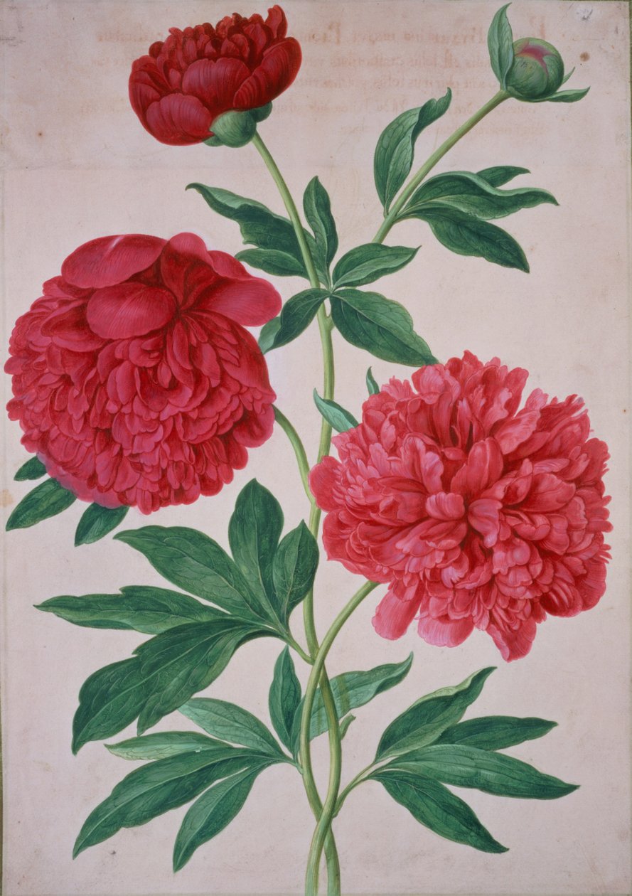 Peonies，来自Nassau Florilegium的46号板块 作者 约翰·雅各布·沃尔特（Johann Jakob Walther）