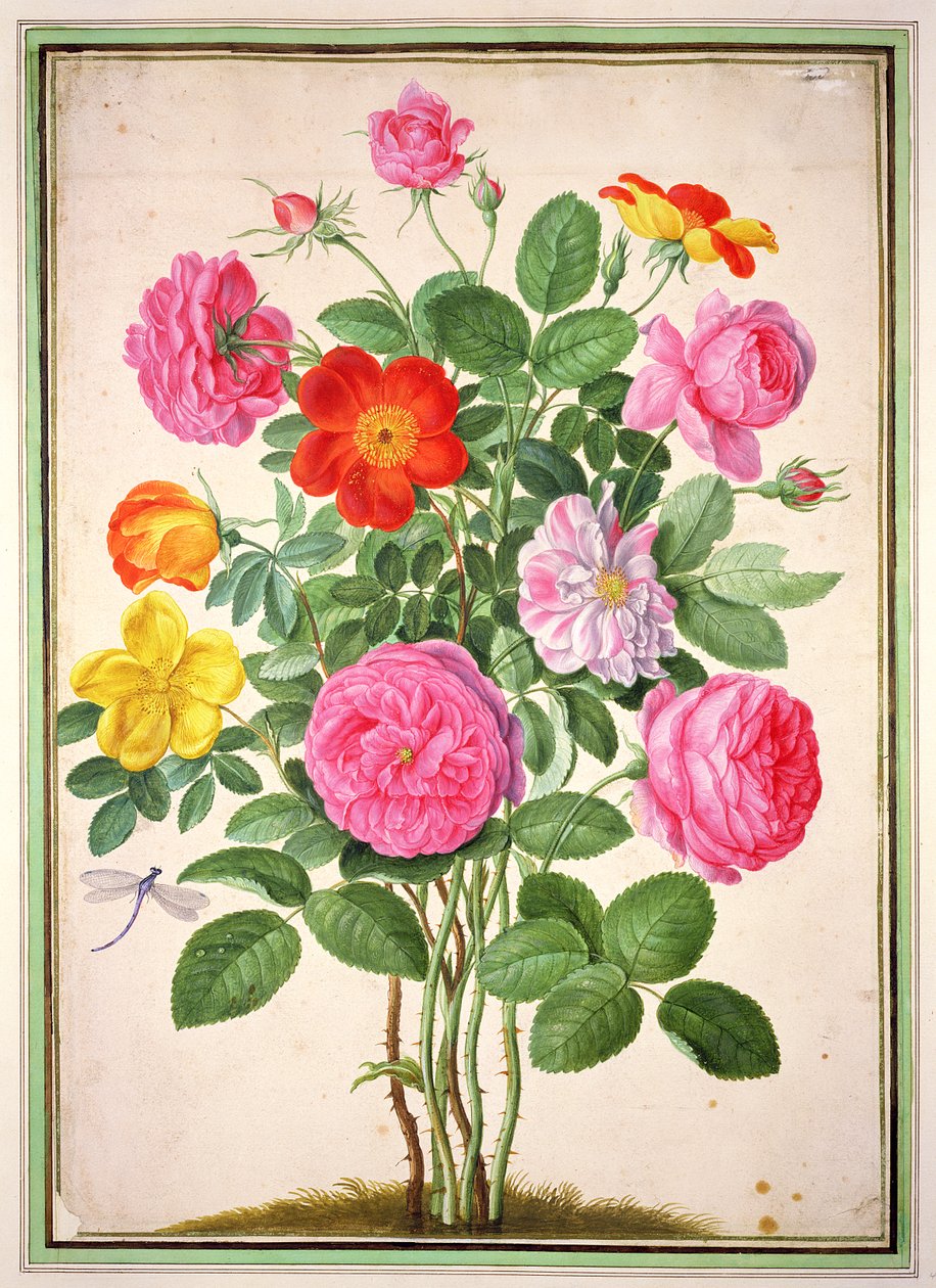 玫瑰，来自Nassau Florilegium的4号板 作者 约翰·雅各布·沃尔特（Johann Jakob Walther）
