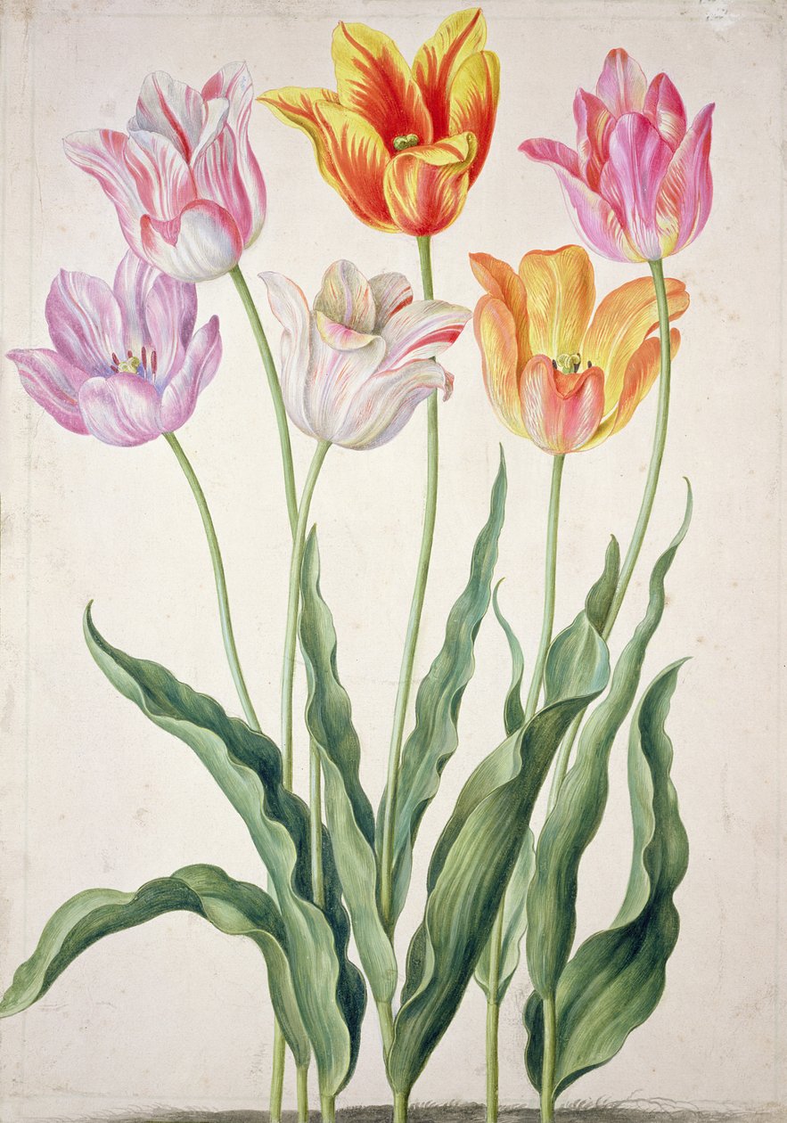 郁金香，来自&39;Nassau Florilegium&39; 作者 约翰·雅各布·沃尔特（Johann Jakob Walther）