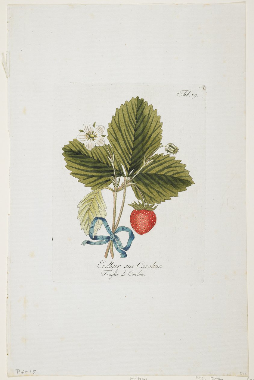 来自&39;Pomona Austriaca的Erdbeer aus Carolina，或来自奥地利的果树&39;，1787-96（手工雕刻） 作者 约翰·卡夫（Johann Kraft）