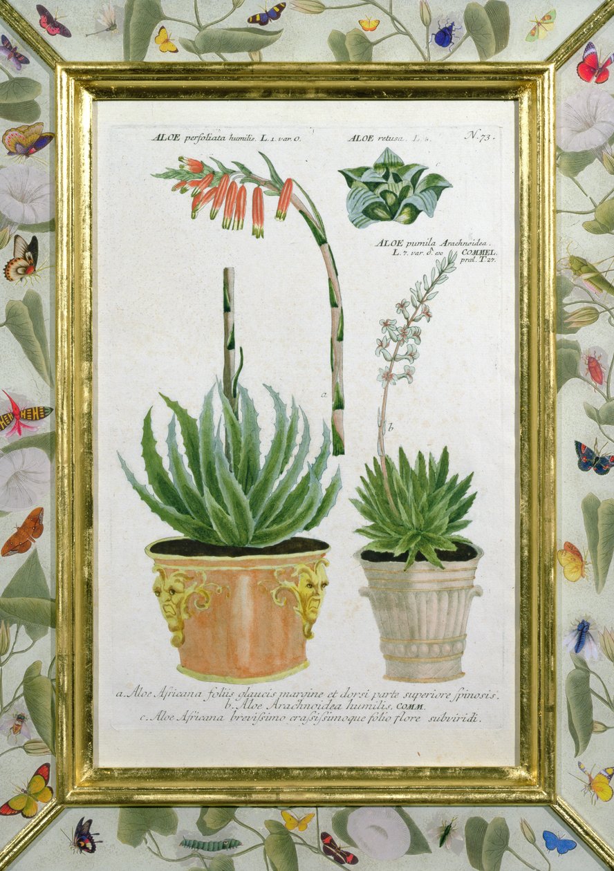 芦荟，c.1740（手工彩色雕刻） 作者 约翰·威廉·温曼