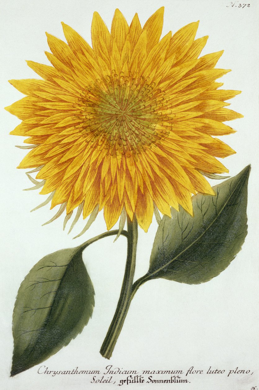 Chrysanthemum Indicum来自&39;Pythanthoza Iconographica&39;，于1737年至1745年在德国出版 作者 约翰·威廉·温曼