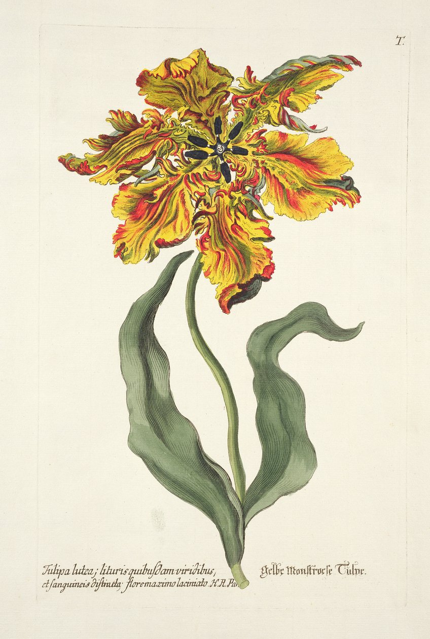 来自&39;Phythanthoza Iconographica&39;的Tulipa Lutea，于1737年至1745年在德国出版 作者 约翰·威廉·温曼