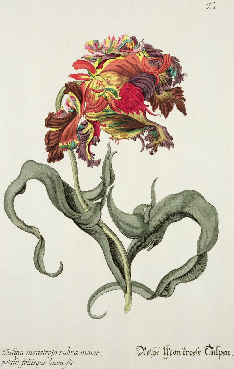 来自&39;Phythanthoza Iconographica&39;的Tulipa Monstrosa Rubra Maior，于1737年至1745年在德国出版 作者 约翰·威廉·温曼