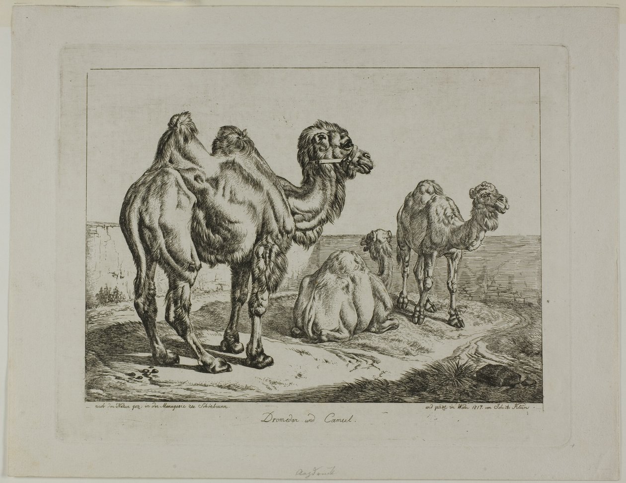 单峰驼和骆驼 作者 约翰·亚当·克莱因（Johann Adam Klein）