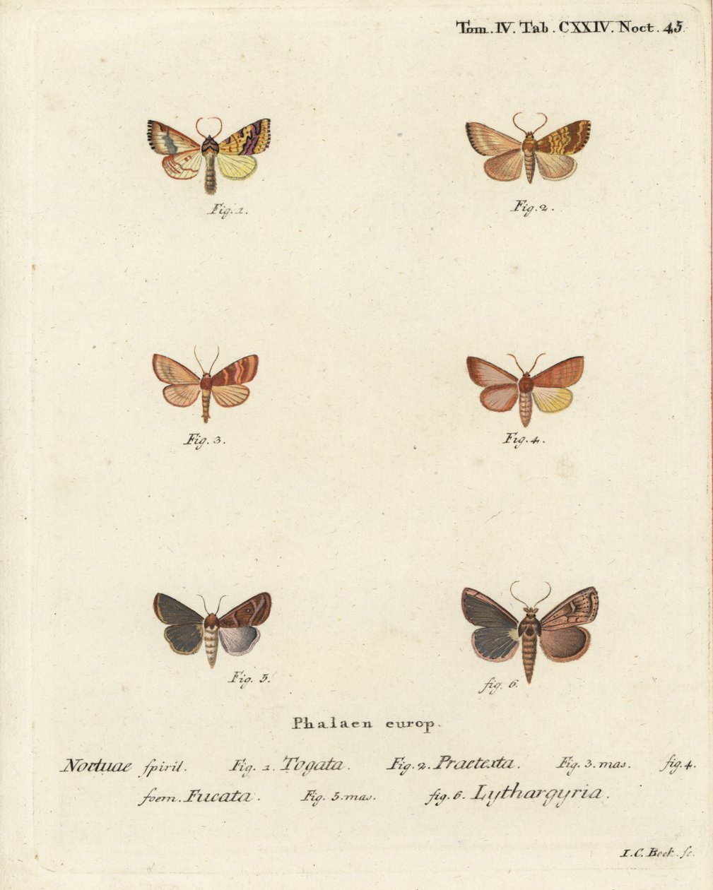 斑纹锦鸡，Tileacea aurago 1-4，和粘土蛾，Mythimna ferrago 5,6。Johann Carl Bock根据Eugenius Johann Christoph Esper的Die Schmetterlinge in Abbildungen nach der Natur（埃尔朗根）所作的手绘铜版画。 作者 约翰·卡尔·博克（Johann Carl Bock）