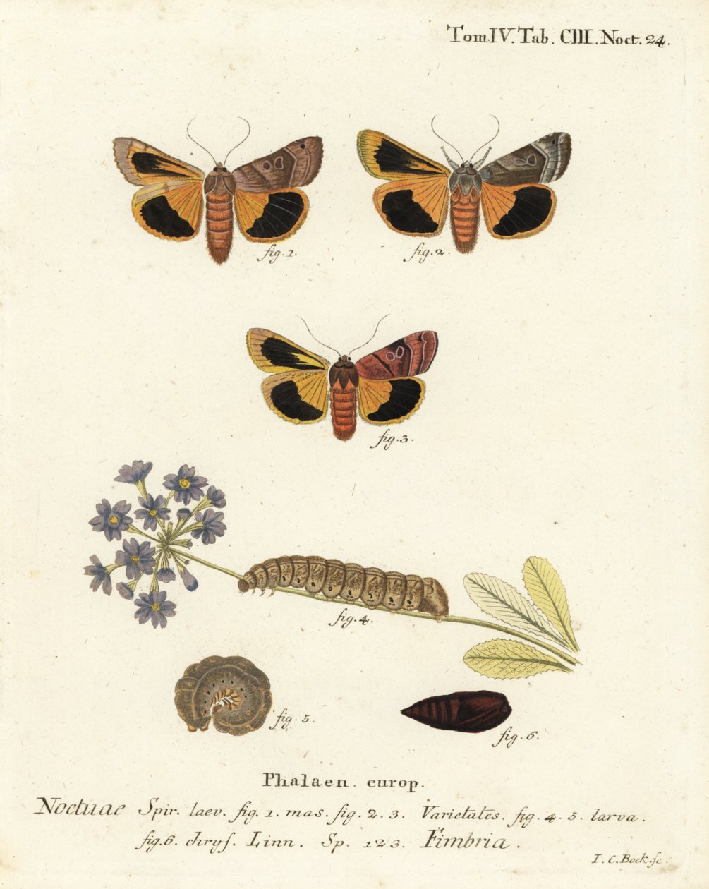 宽边黄翅鸟，Noctua fimbriata。Johann Carl Bock根据Eugenius Johann Christoph Esper的Die Schmetterlinge in Abbildungen nach der Natur（埃尔朗根）所作的手绘铜版画。 作者 约翰·卡尔·博克（Johann Carl Bock）