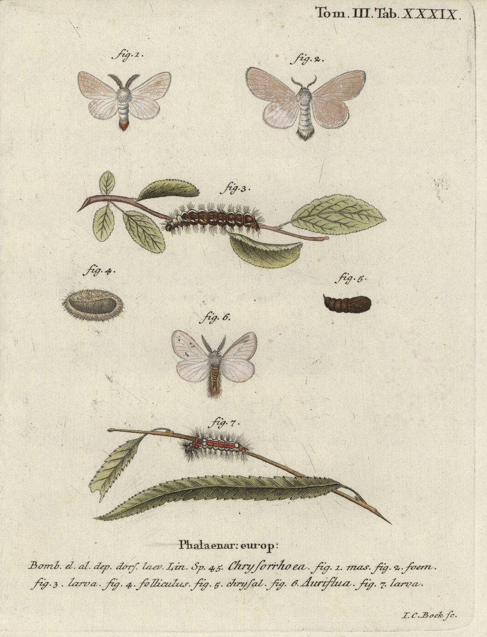 棕尾蛾，Euproctis chrysorrhoea。 作者 约翰·卡尔·博克（Johann Carl Bock）