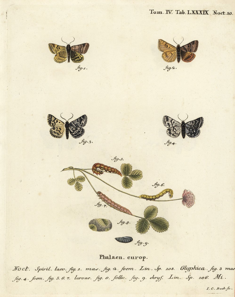伯内特伴生蛾，Euclidia glyphica 1,2，以及希普顿母蛾，Euclidia mi，3-9。Johann Carl Bock根据Eugenius Johann Christoph Esper的Die Schmetterlinge in Abbildungen nach der Natur（埃尔朗根）所作的手绘铜版画。 作者 约翰·卡尔·博克（Johann Carl Bock）