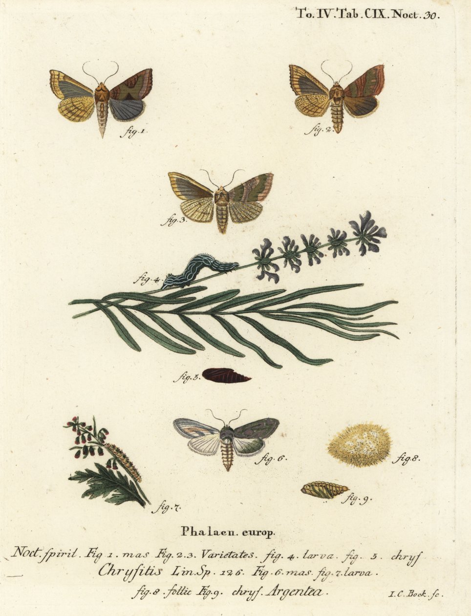 烧焦的黄铜蛾，Diachrysia chrysitis 1-5，和绿色的银斑鲨，Cucullia argentea 6-9。Johann Carl Bock根据Eugenius Johann Christoph Esper的Die Schmetterlinge in Abbildungen nach der Natur, Erlange所作的手绘铜版画。 作者 约翰·卡尔·博克（Johann Carl Bock）