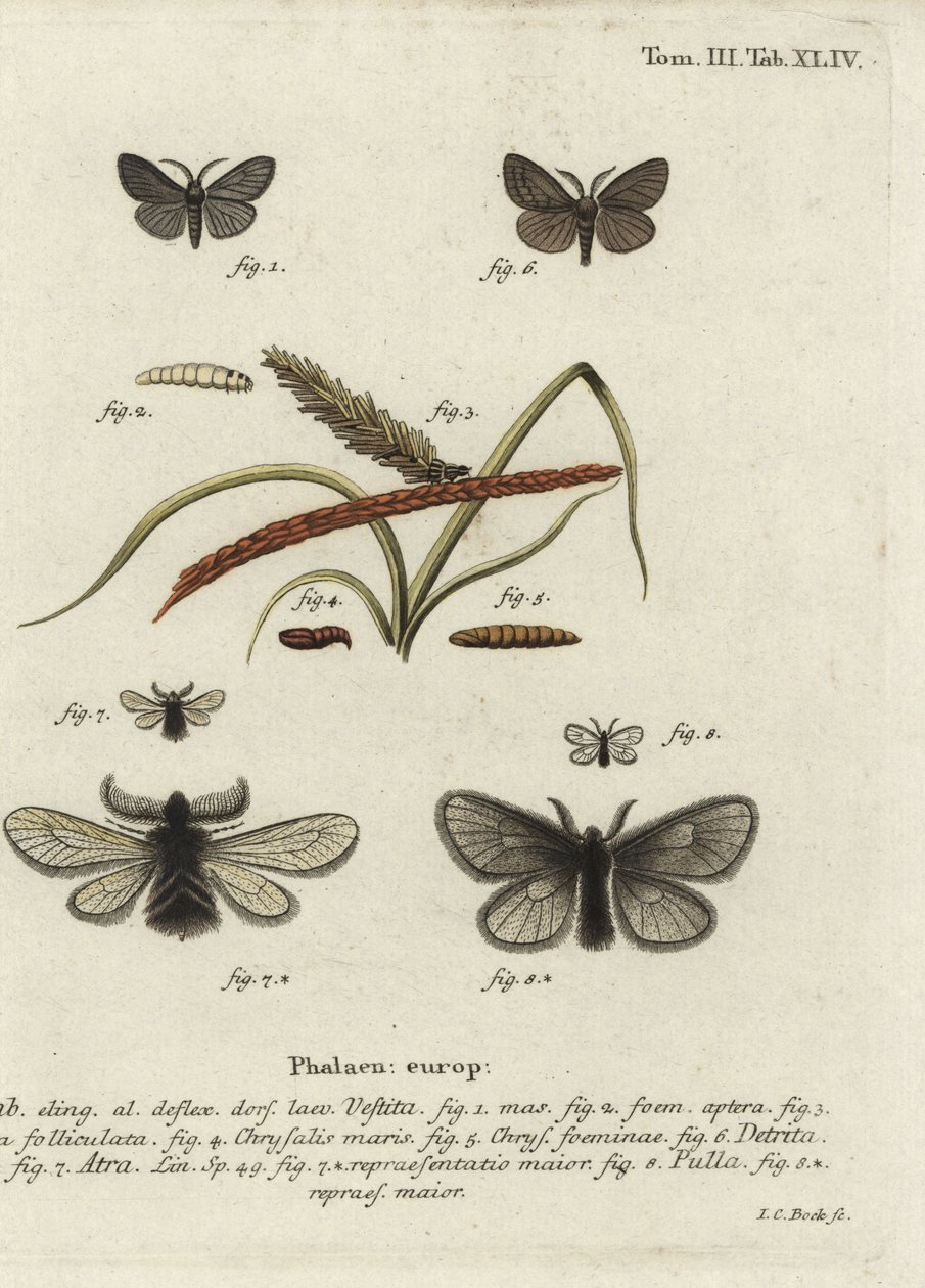 Canephora hirsuta, Ocneria detrita 和 Epichnopterix plumella。 作者 约翰·卡尔·博克（Johann Carl Bock）
