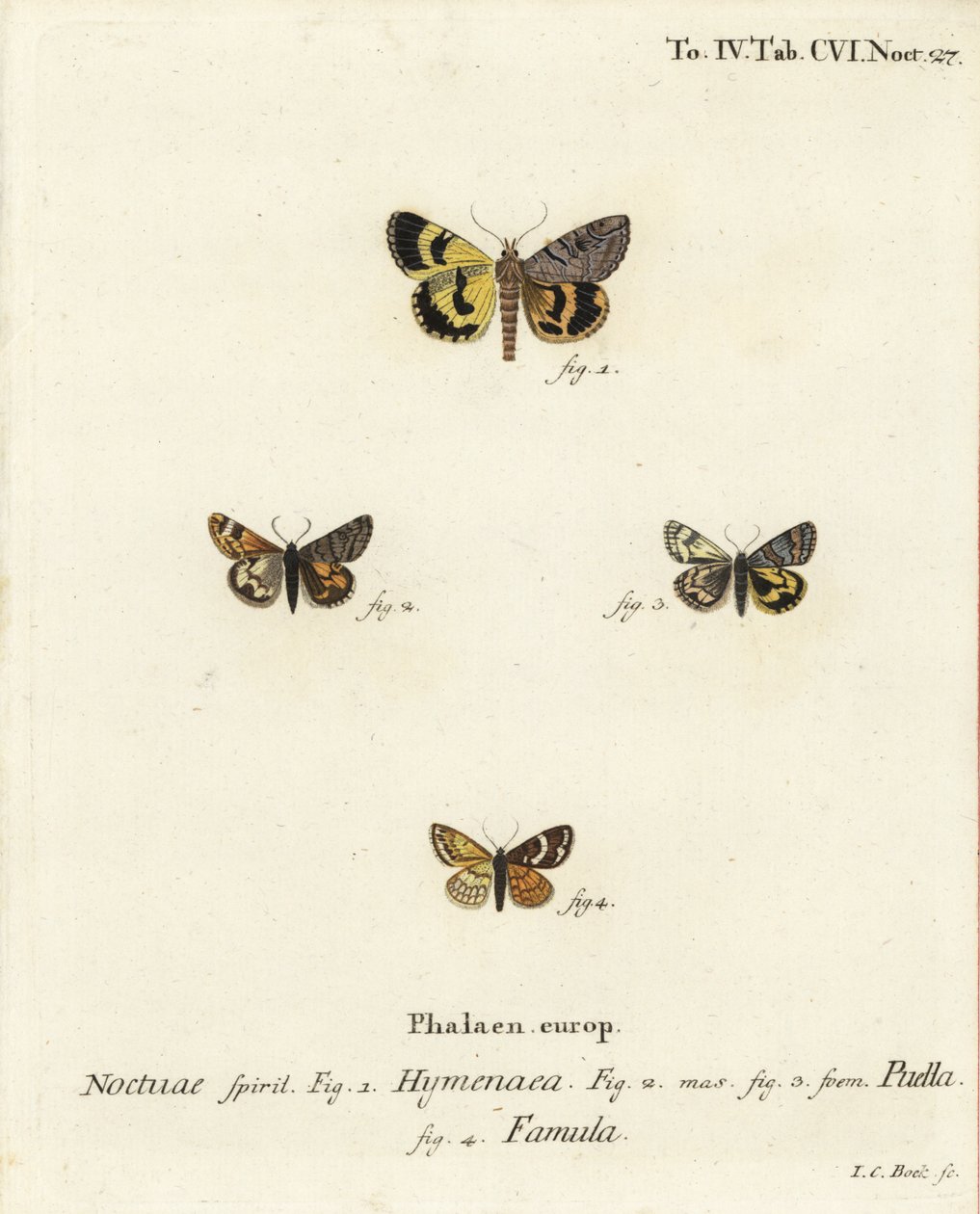 Catocala hymenaea 1, Amerila puella 2,3, and Isturgia famula moths 4. Johann Carl Bock根据Eugenius Johann Christoph Esper的Die Schmetterlinge in Abbildungen nach der Natur（埃尔朗根）手绘铜版画。 作者 约翰·卡尔·博克（Johann Carl Bock）
