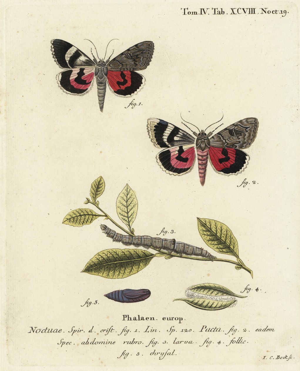 Catocala pacta moth.Johann Carl Bock根据Eugenius Johann Christoph Esper的Die Schmetterlinge in Abbildungen nach der Natur（埃尔朗根）所作的手绘铜版画。 作者 约翰·卡尔·博克（Johann Carl Bock）