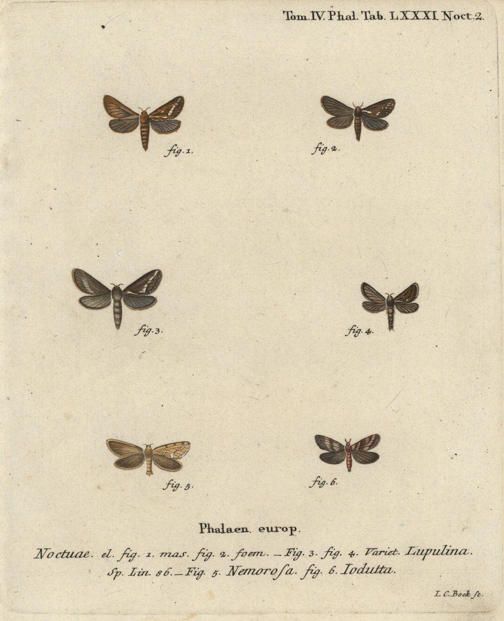 普通雨燕，Korscheltellus lupulina 1-4，金雨燕，Phymatopus hecta 5，和Pharmacis carna 6。Johann Carl Bock根据Eugenius Johann Christoph Esper的Die Schmetterlinge in Abbildungen nach der Natur（埃尔朗根）所作的手绘铜版画。 作者 约翰·卡尔·博克（Johann Carl Bock）