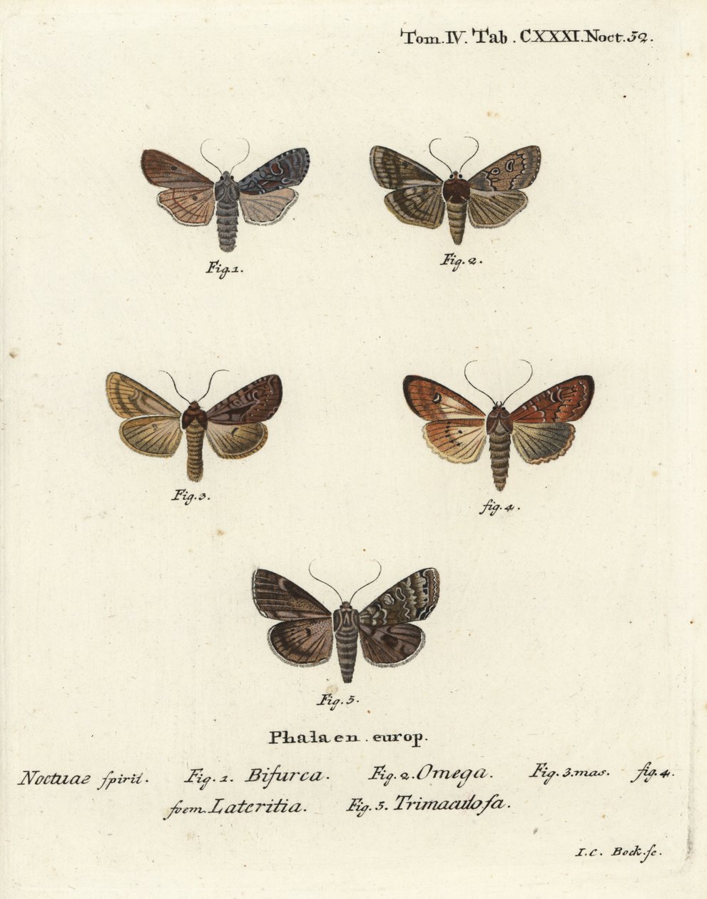顺应者，Lithophane furcifera 1，双镖，Graphiphora augur 2，稀少的brindle，Apamea lateritia 3,4，和银拱门，Polia hepatica 5。 作者 约翰·卡尔·博克（Johann Carl Bock）