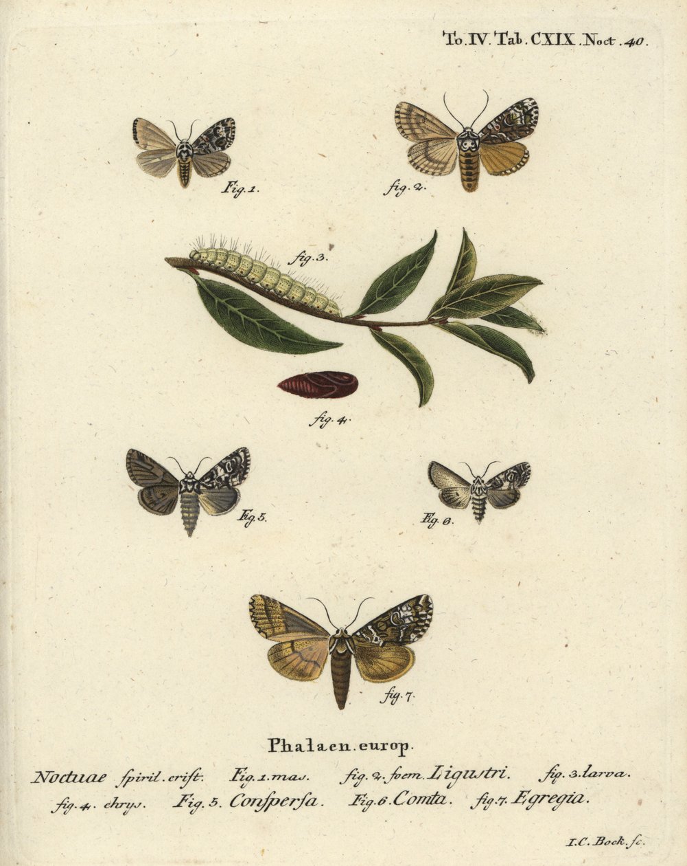 Coronet moth, Craniophora ligustri 1-4, marbled coronet, Hadena confusa 5, varied coronet, Hadena compta 6, and green arches, Anaplectoides prasina 7.Johann Carl Bock根据Eugenius Johann Christoph Esper的Die Schmet手绘铜版画。 作者 约翰·卡尔·博克（Johann Carl Bock）