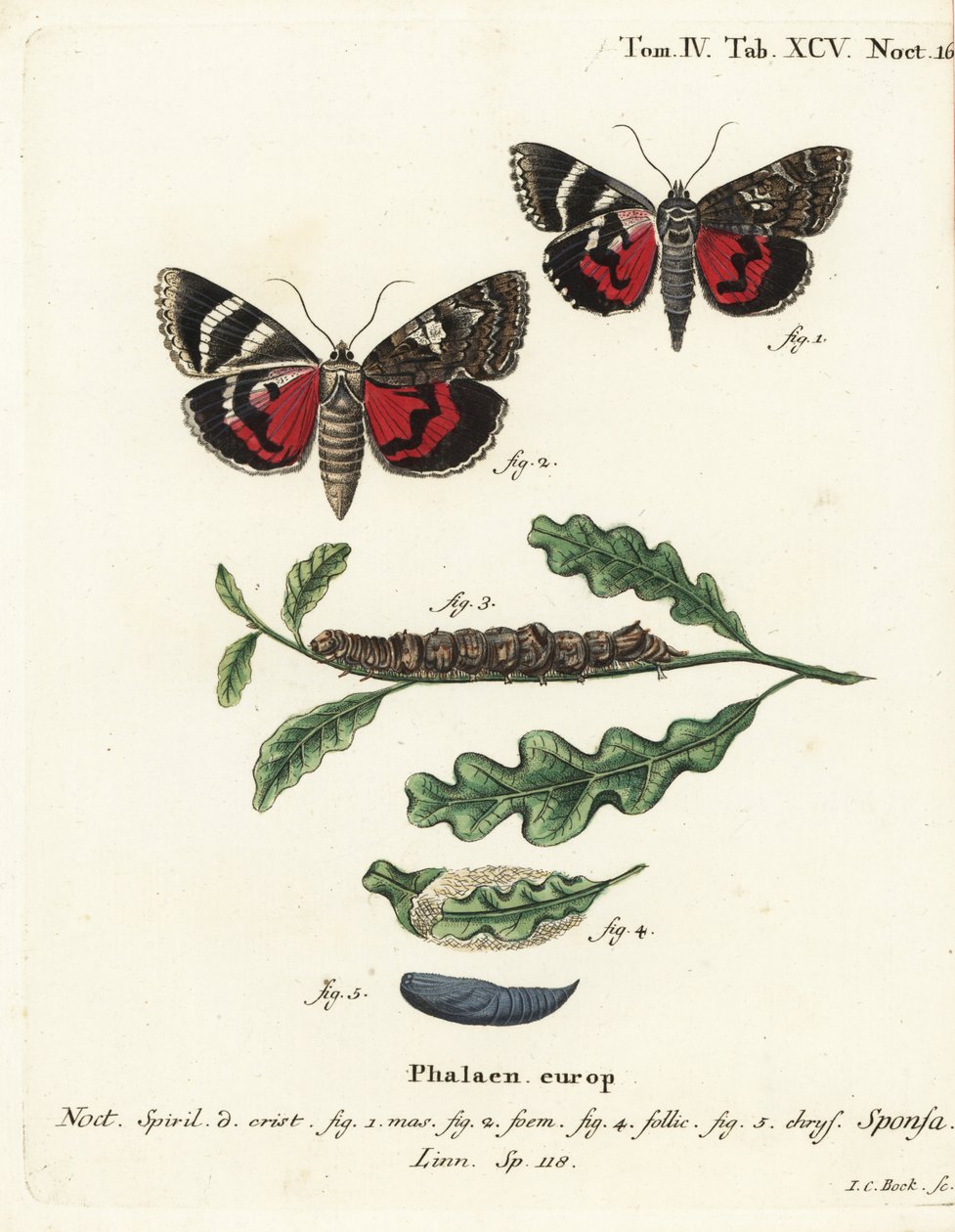 深红色的下翅，Catocala sponsa。Johann Carl Bock根据Eugenius Johann Christoph Esper的Die Schmetterlinge in Abbildungen nach der Natur（埃尔朗根）所作的手绘铜版画。 作者 约翰·卡尔·博克（Johann Carl Bock）