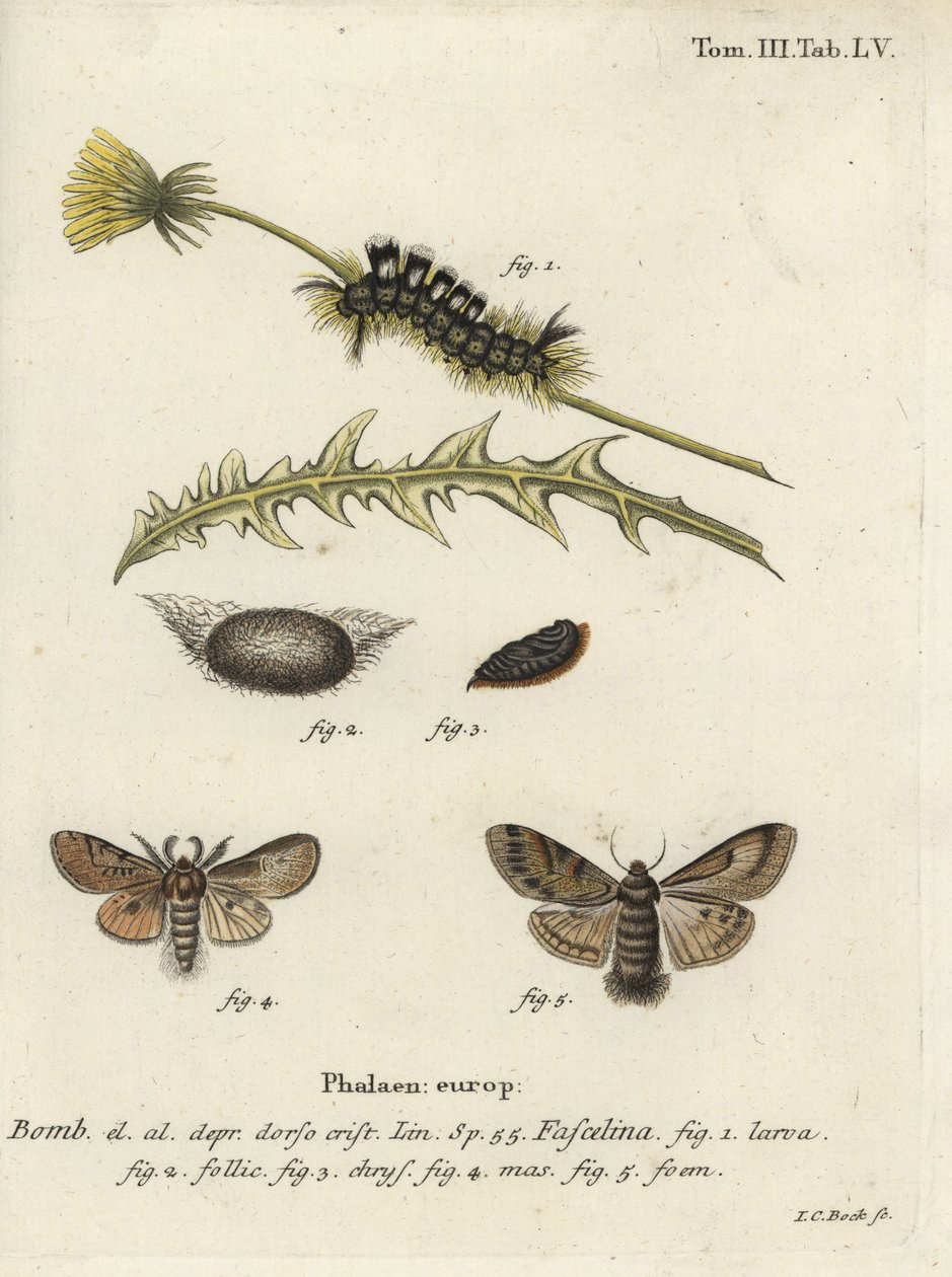 暗草丛，Dicallomera fascelina。 作者 约翰·卡尔·博克（Johann Carl Bock）