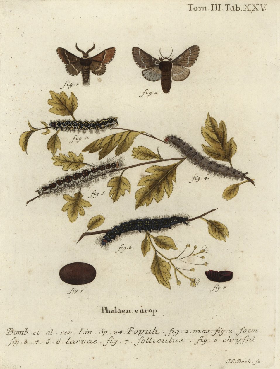 十二月蛾，Poecilocampa populi。 作者 约翰·卡尔·博克（Johann Carl Bock）