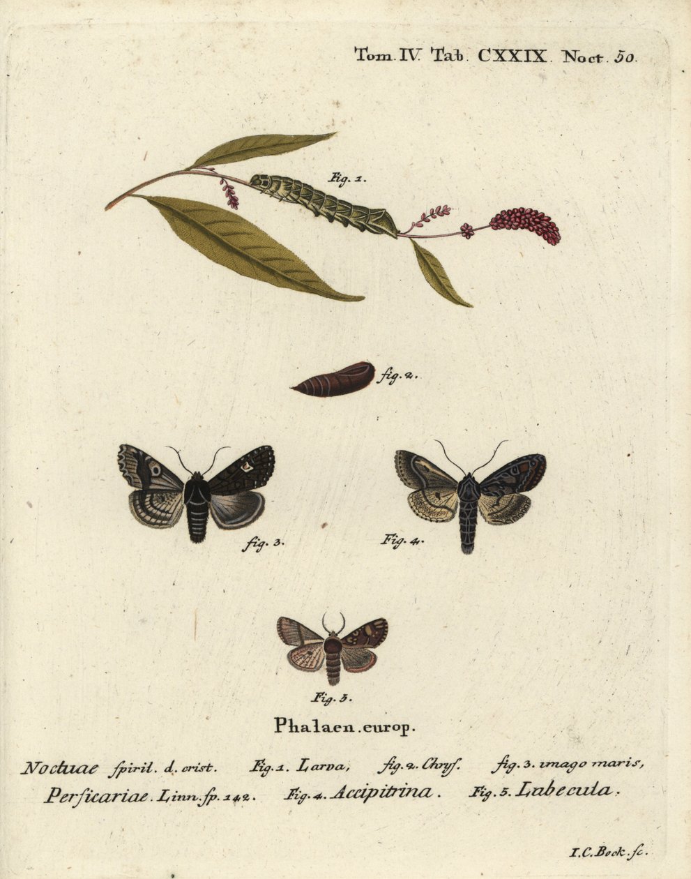 点，Melanchra persicariae 1-4，Dryobota labecula 5。Johann Carl Bock根据Eugenius Johann Christoph Esper的Die Schmetterlinge in Abbildungen nach der Natur（埃尔朗根）手绘铜版画。 作者 约翰·卡尔·博克（Johann Carl Bock）