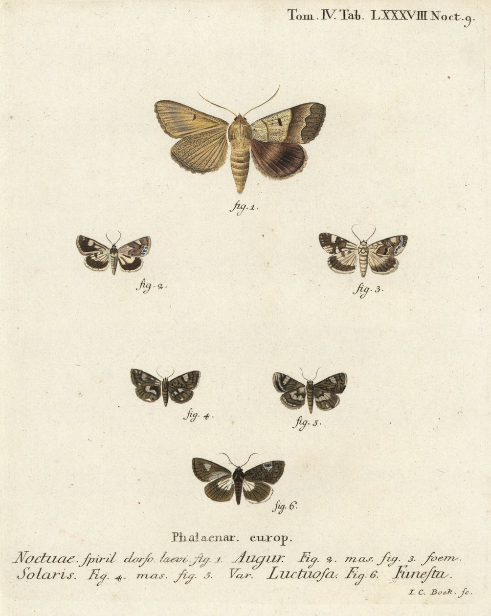 双镖或占卜者，Graphiphora augur 1，苍白的肩膀，Acontia lucida 2,3，四斑蛾，Tyta luctuosa 4,5，以及德鲁伊蛾，Aedia funesta 6。Johann Carl Bock根据Eugenius Johann Christoph Esper的《Die Sch》手绘铜版画。 作者 约翰·卡尔·博克（Johann Carl Bock）