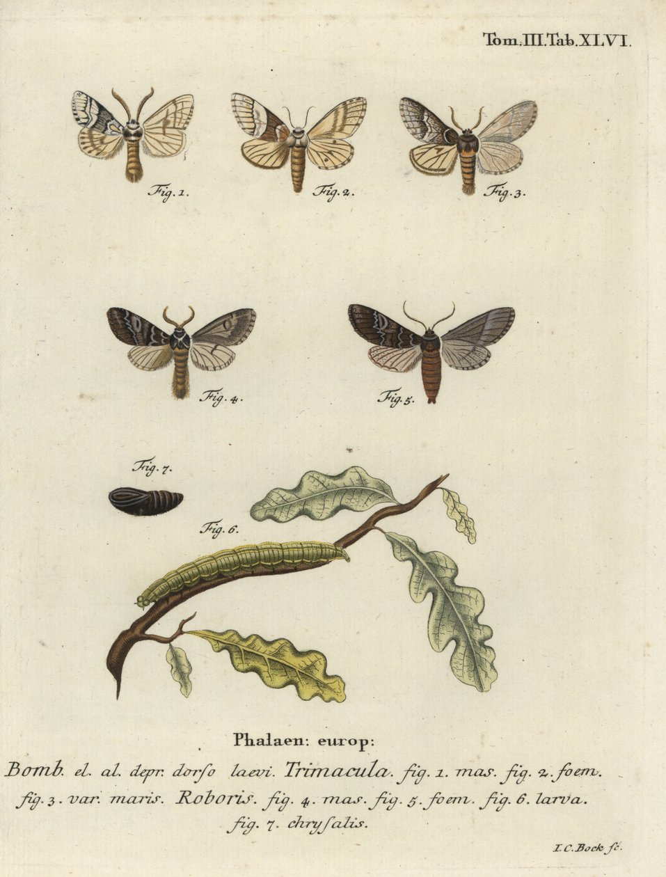 Drymonia dodonaea moth. 作者 约翰·卡尔·博克（Johann Carl Bock）
