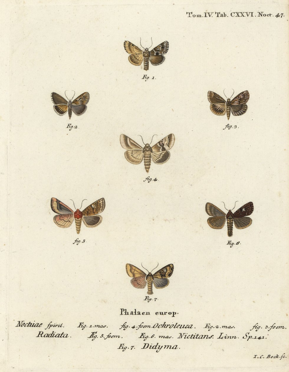 昏暗的锦葵，Eremobia ochroleuca 1,4，Cynaeda dentalis 2,3，耳蛾，Amphipoea oculea 5,6，和普通的乡下人，Mesapamea secalis 7。 Johann Carl Bock根据Eugenius Johann Christoph Esper的Die Schmetterlinge in Abbild手工彩色铜版画。 作者 约翰·卡尔·博克（Johann Carl Bock）