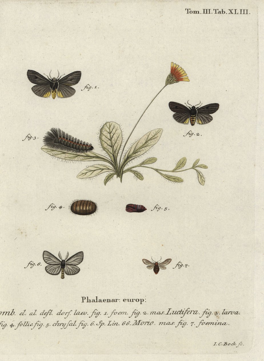 Epatolmis caesarea和Penthophera morio蛾子。 作者 约翰·卡尔·博克（Johann Carl Bock）