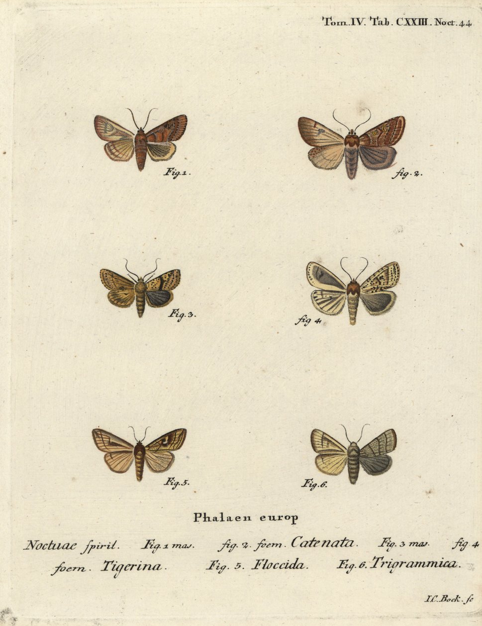褶皱栗子，Agrochola helvola 1,2，点状栗子，Conistra rubiginea 3,4，棕线亮眼，Mythimna conigera 5，和高音线，Charanyca trigrammica 6。约翰-卡尔-博克根据欧根纽斯-约翰-克里斯托夫的作品进行的手绘铜版画。 作者 约翰·卡尔·博克（Johann Carl Bock）