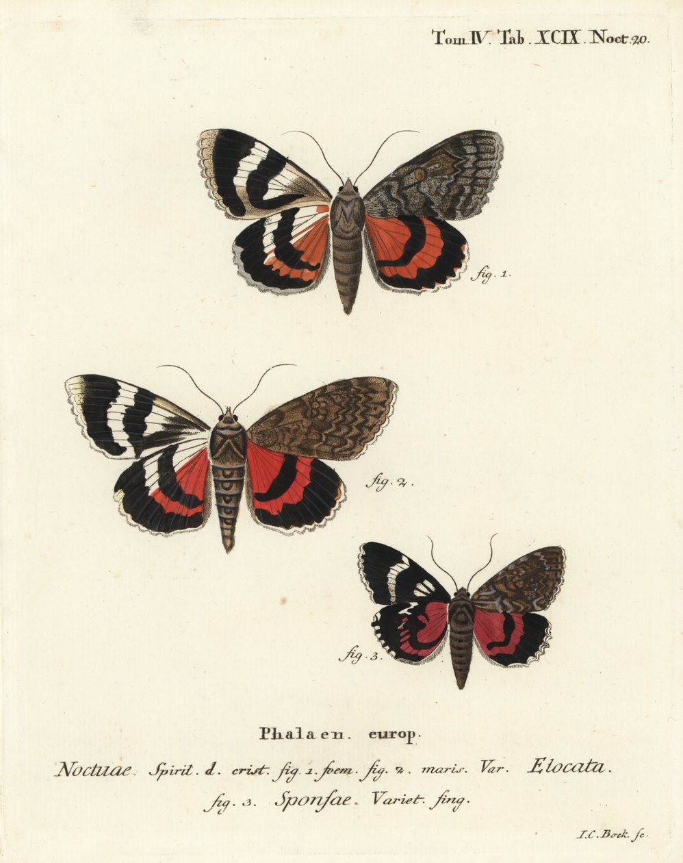 法国红翼，Catocala elocata 1,2，和深红翼品种，Catocala sponsa 3。 Johann Carl Bock根据Eugenius Johann Christoph Esper的Die Schmetterlinge in Abbildungen nach der Natur，Erlangen的手绘铜版画。 作者 约翰·卡尔·博克（Johann Carl Bock）