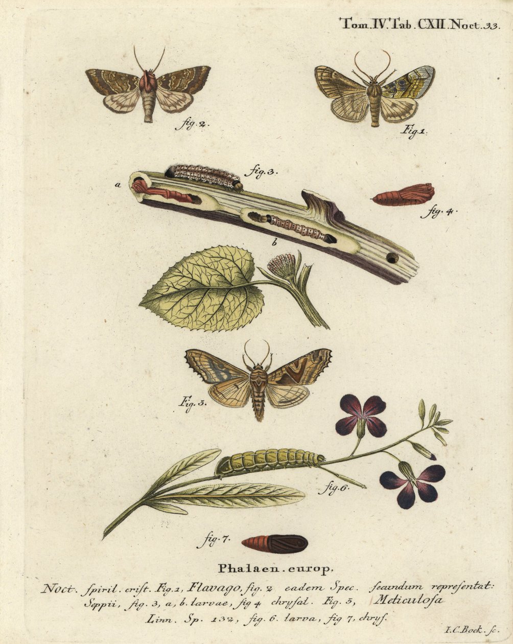 磨砂橙蛾，Gortyna flavago 1,2，和角度阴影，Phlogophora meticulosa 3-7。Johann Carl Bock根据Eugenius Johann Christoph Esper的Die Schmetterlinge in Abbildungen nach der Natur（埃尔朗根）手绘铜版画。 作者 约翰·卡尔·博克（Johann Carl Bock）