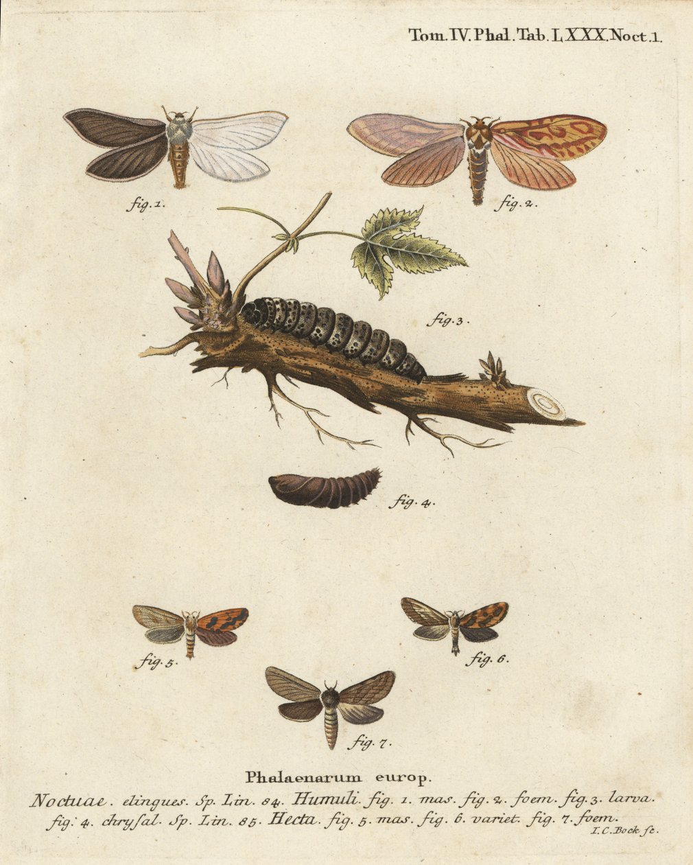 鬼蛾，Hepialus humuli 1-4，和金燕，Phymatopus hecta 5-7。Johann Carl Bock根据Eugenius Johann Christoph Esper的Die Schmetterlinge in Abbildungen nach der Natur（埃尔朗根）所作的手绘铜版画。 作者 约翰·卡尔·博克（Johann Carl Bock）