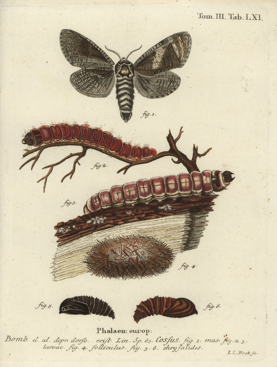 山羊蛾，Cossus cossus。 作者 约翰·卡尔·博克（Johann Carl Bock）