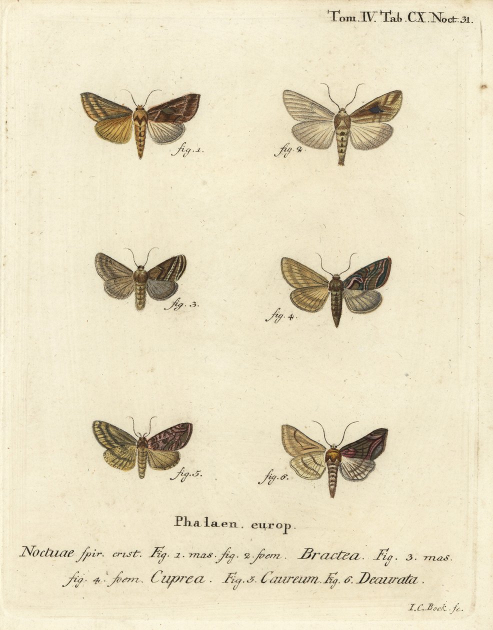 金色三角，Autographa bractea 1,2, Euchalcia modestoides 3,4, Lamprotes c-aureum 5和Panchrysia deaurata 6。Johann Carl Bock根据Eugenius Johann Christoph Esper的Die Schmetterlinge in Abbildungen nach der Natur手绘铜版画。 作者 约翰·卡尔·博克（Johann Carl Bock）