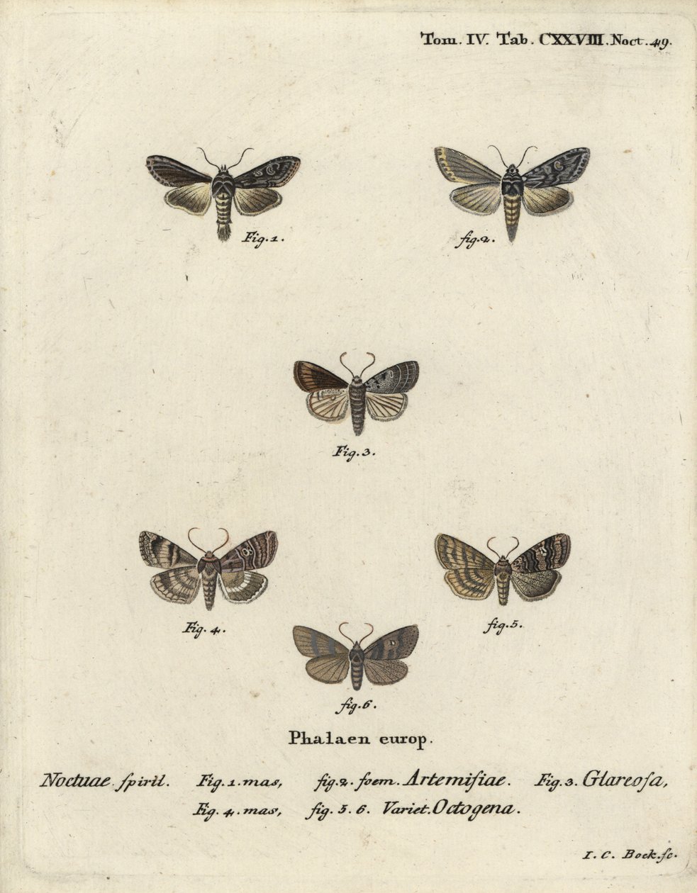 绿色的银斑鲨，Cucullia argentea 1,2，秋天的质朴，Eugnorisma glareosa 4，八十人图，Tethea ocularis 4-6。Johann Carl Bock根据Eugenius Johann Christoph Esper的Die Schmetterlinge in Abbildun手绘铜版画。 作者 约翰·卡尔·博克（Johann Carl Bock）