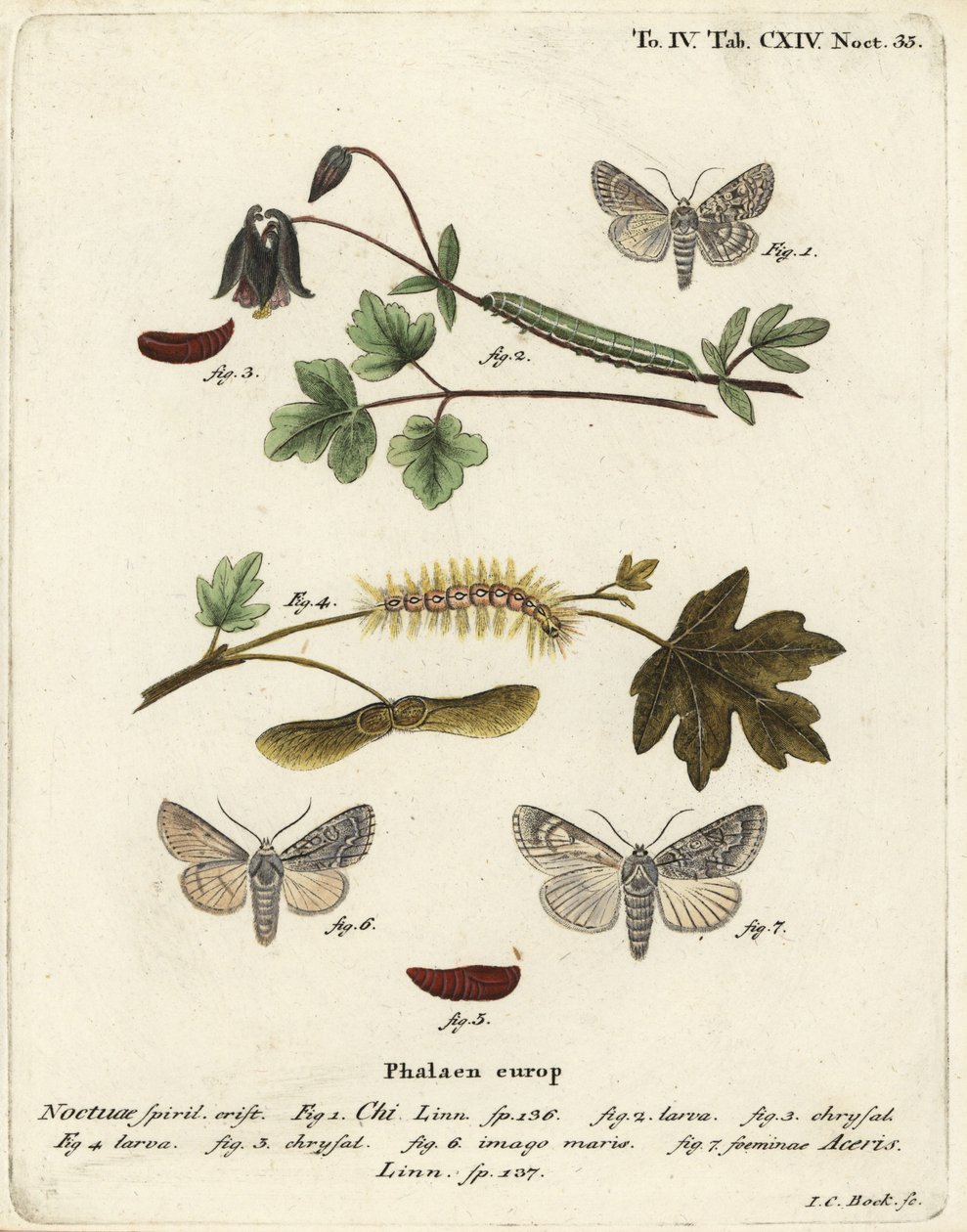 灰色的chi，Antitype chi 1和camore moth，Acronicta aceris 2-7。Johann Carl Bock根据Eugenius Johann Christoph Esper的Die Schmetterlinge in Abbildungen nach der Natur（埃尔朗根）手绘铜版画。 作者 约翰·卡尔·博克（Johann Carl Bock）